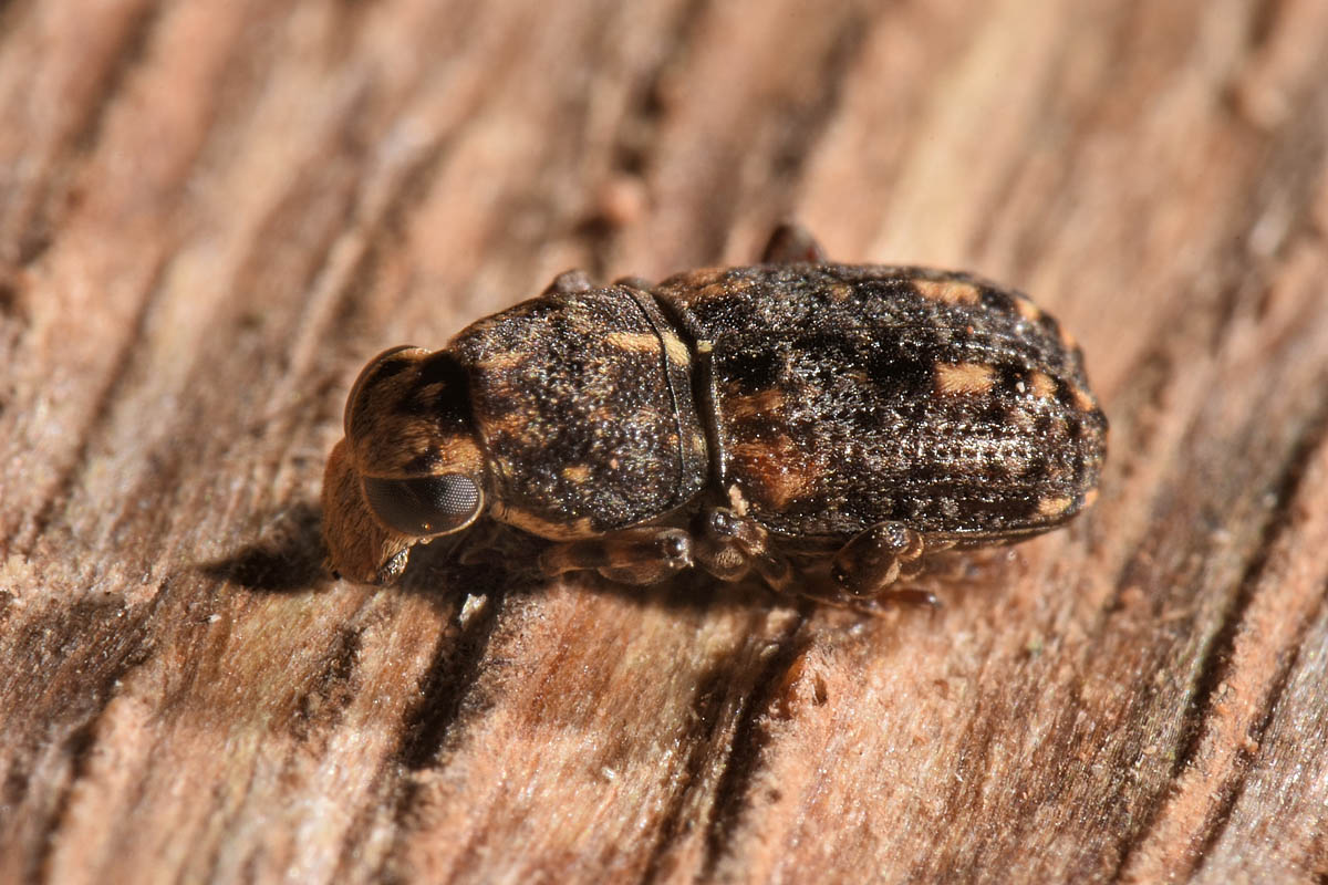 Anthribidae: Ulorhinus bilineatus